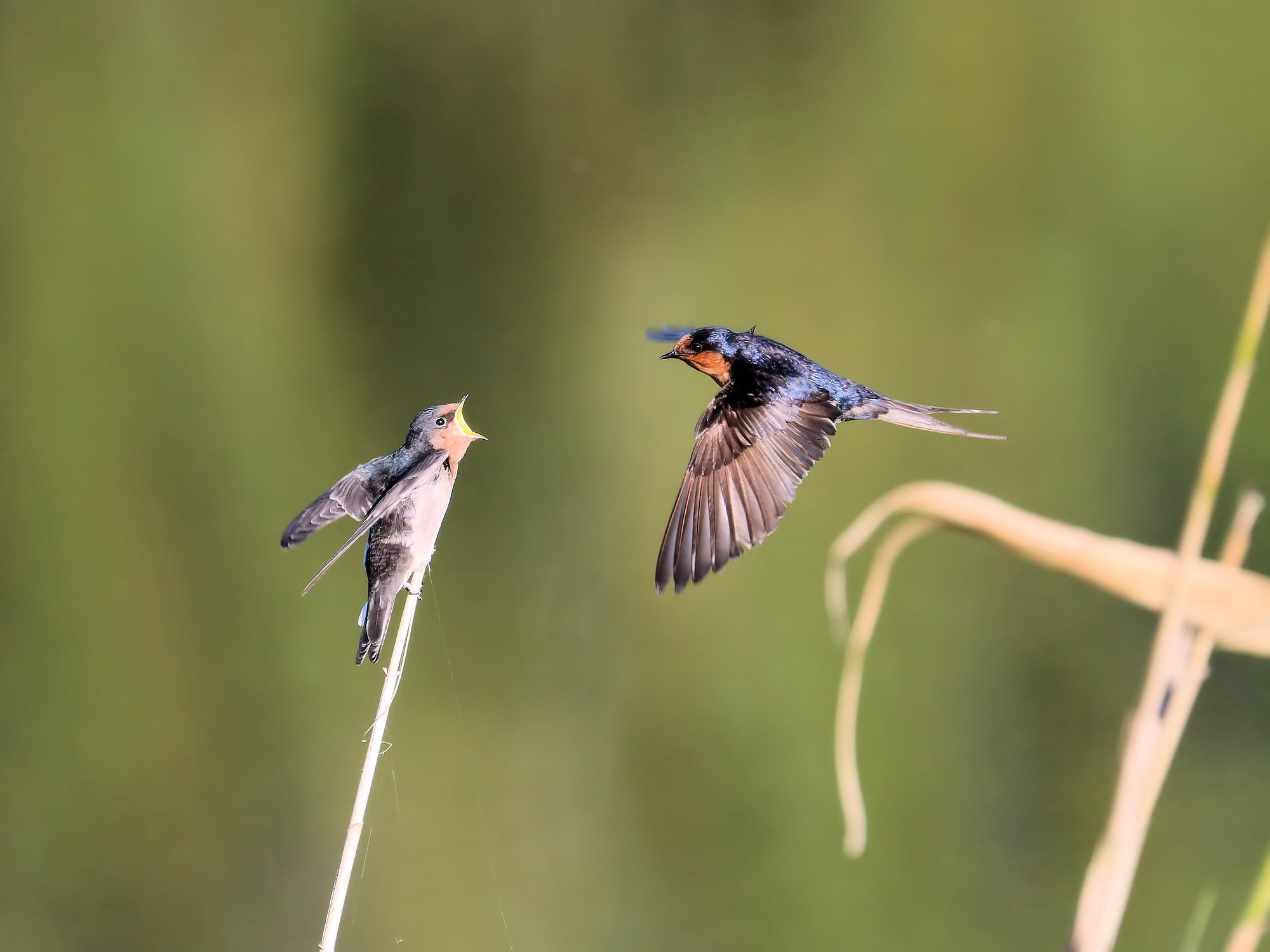 Welcome Swallow (Hirundo neoxena), Mudgerraba QLD © Dorothy Latimer