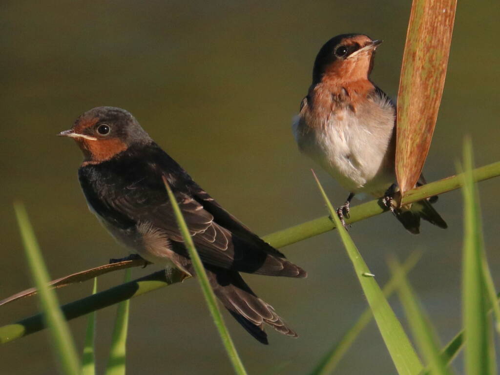 Welcome Swallow (Hirundo neoxena), Mudgerraba QLD © Dorothy Latimer