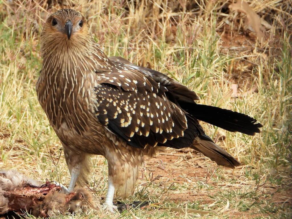 Juvenile Whistling Kite (Haliastur sphenurus) © Dorothy Latimer