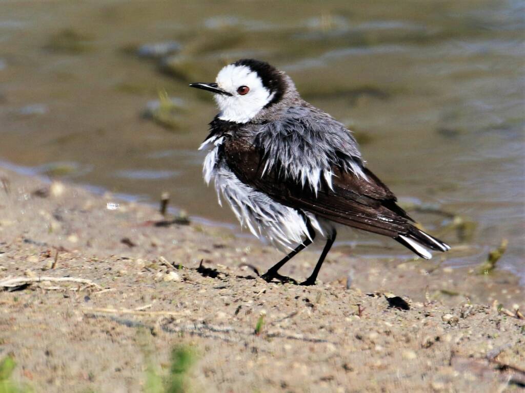White-fronted Chat (Epthianura albifrons) © Dorothy Latimer