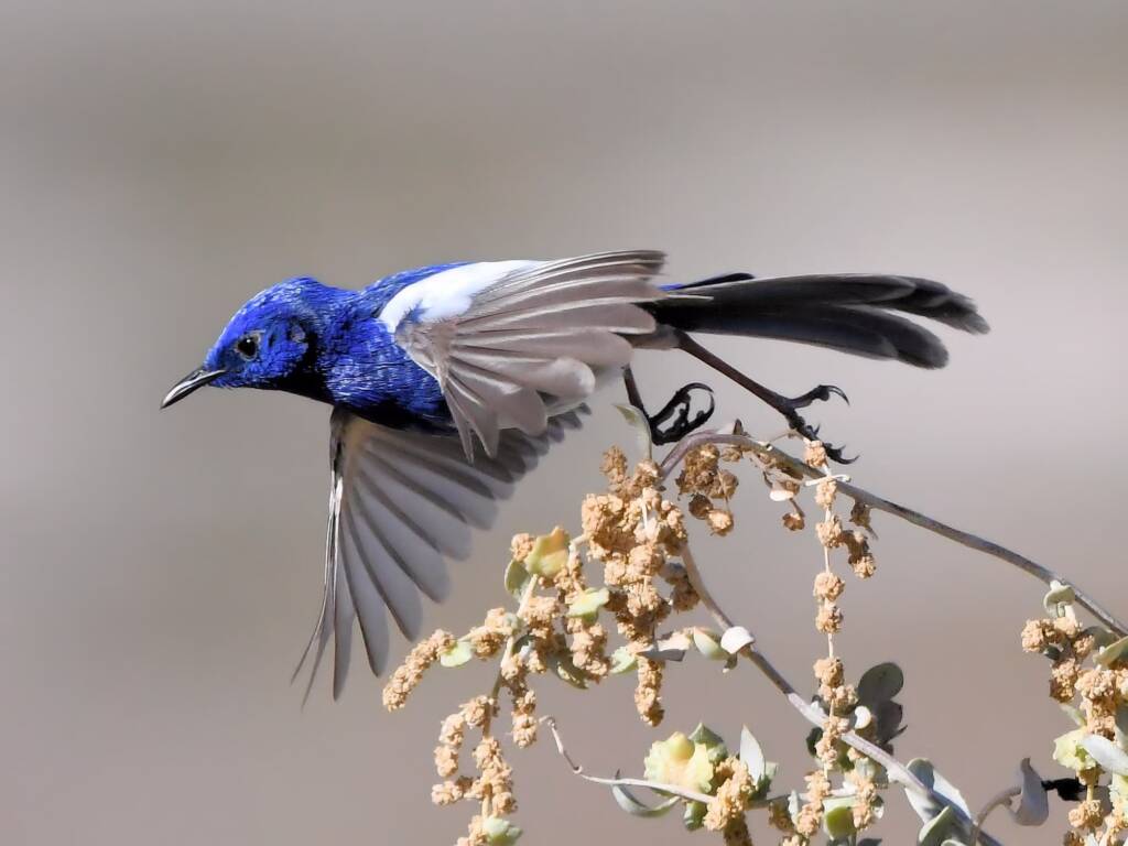 White-winged Fairywren (Malurus leucopterus) © Dorothy Latimer