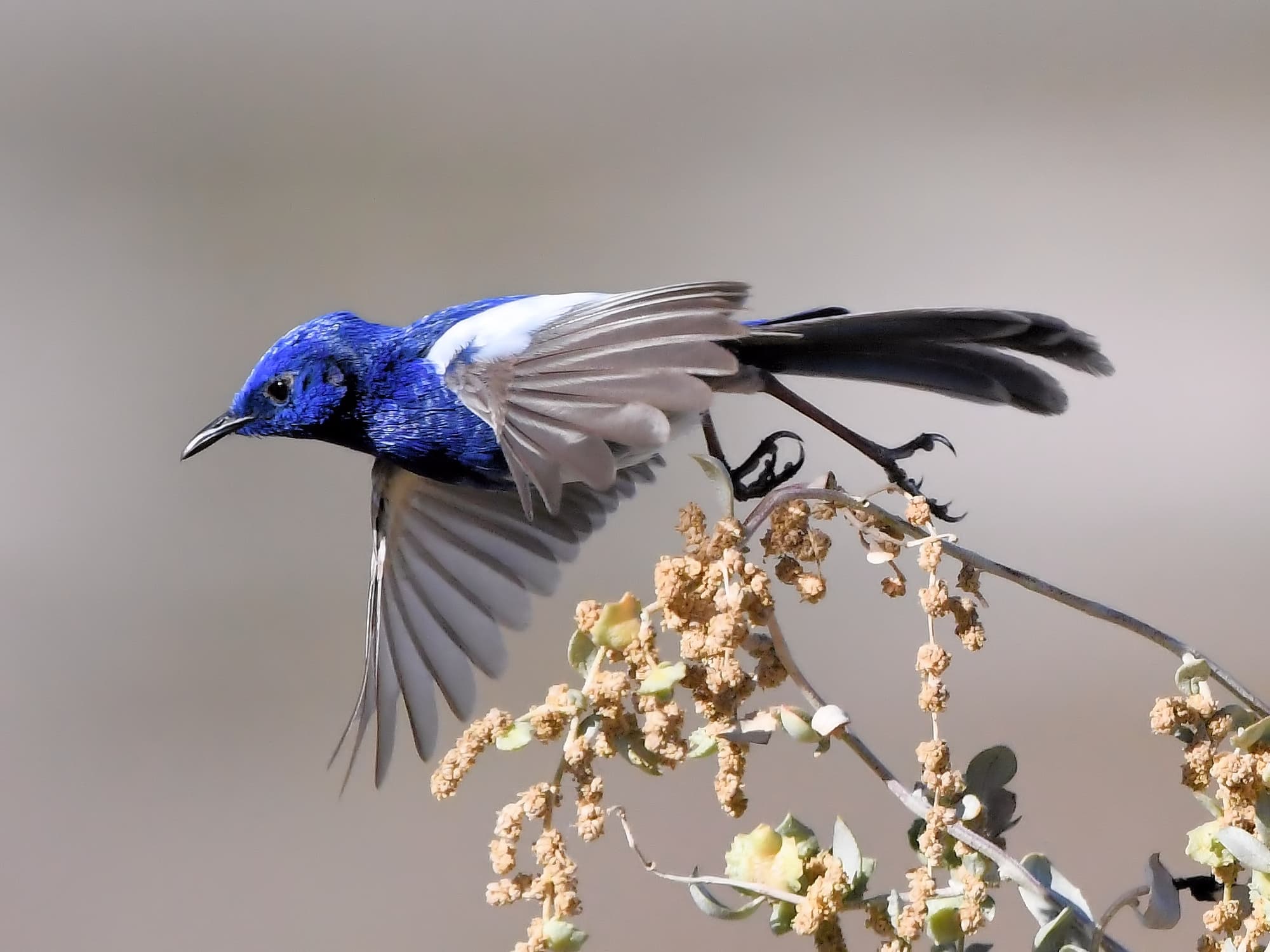 White-winged Fairywren (Malurus leucopterus) © Dorothy Latimer
