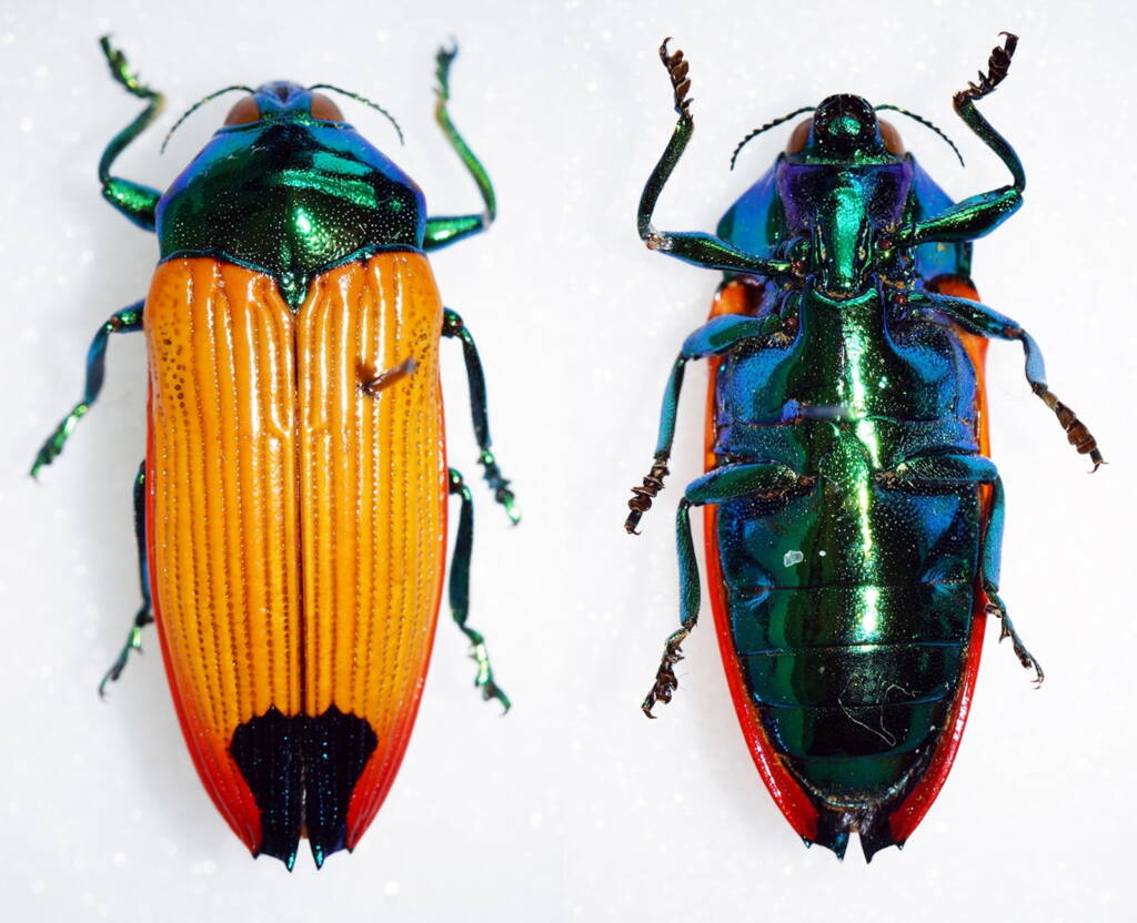 Castiarina rollei (female), Garradunga - Polly Creek Nth QLD © Ben Sale