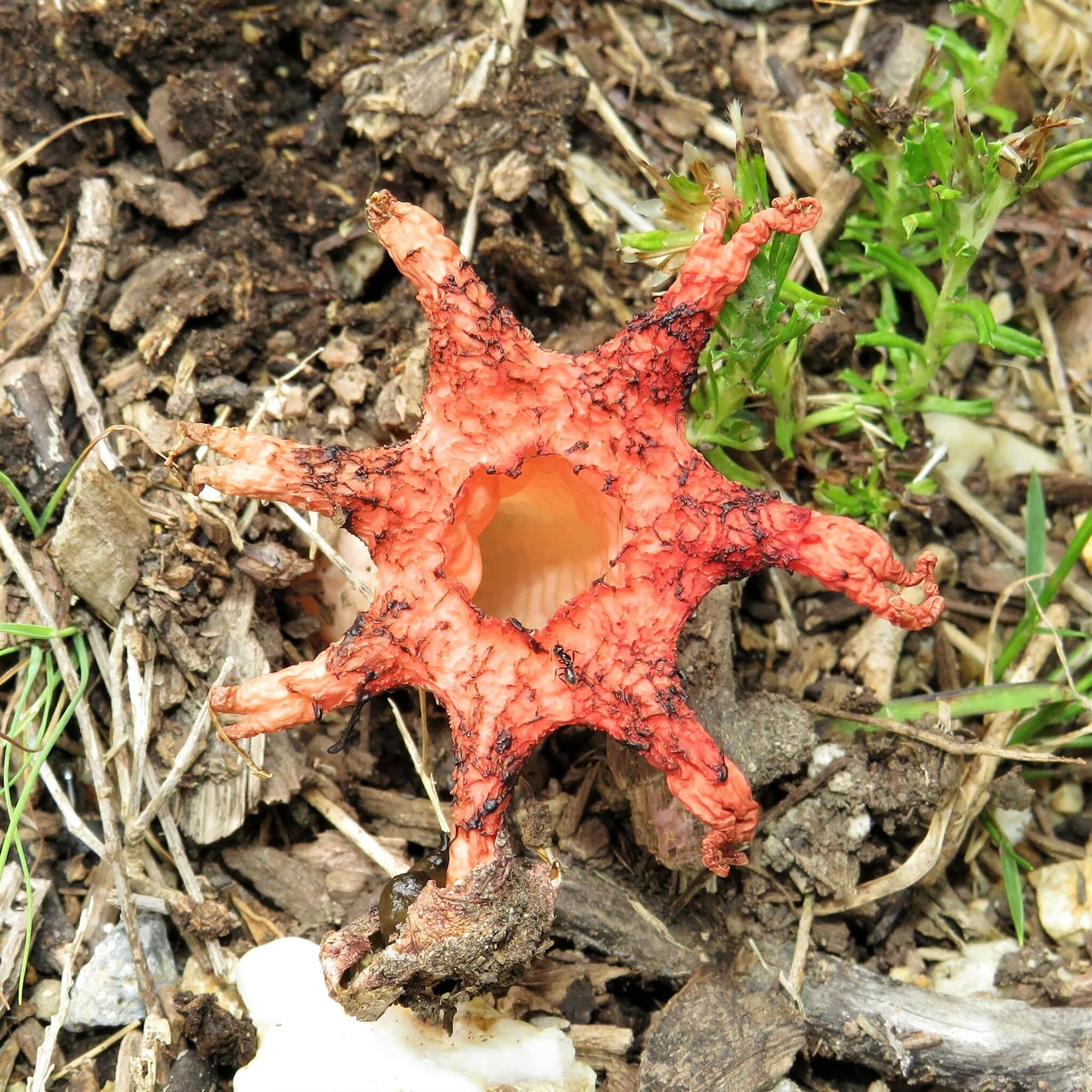 Anemone Stinkhorn Fungus (Aseroe rubra), Wallaga Lake NSW © Deb Taylor
