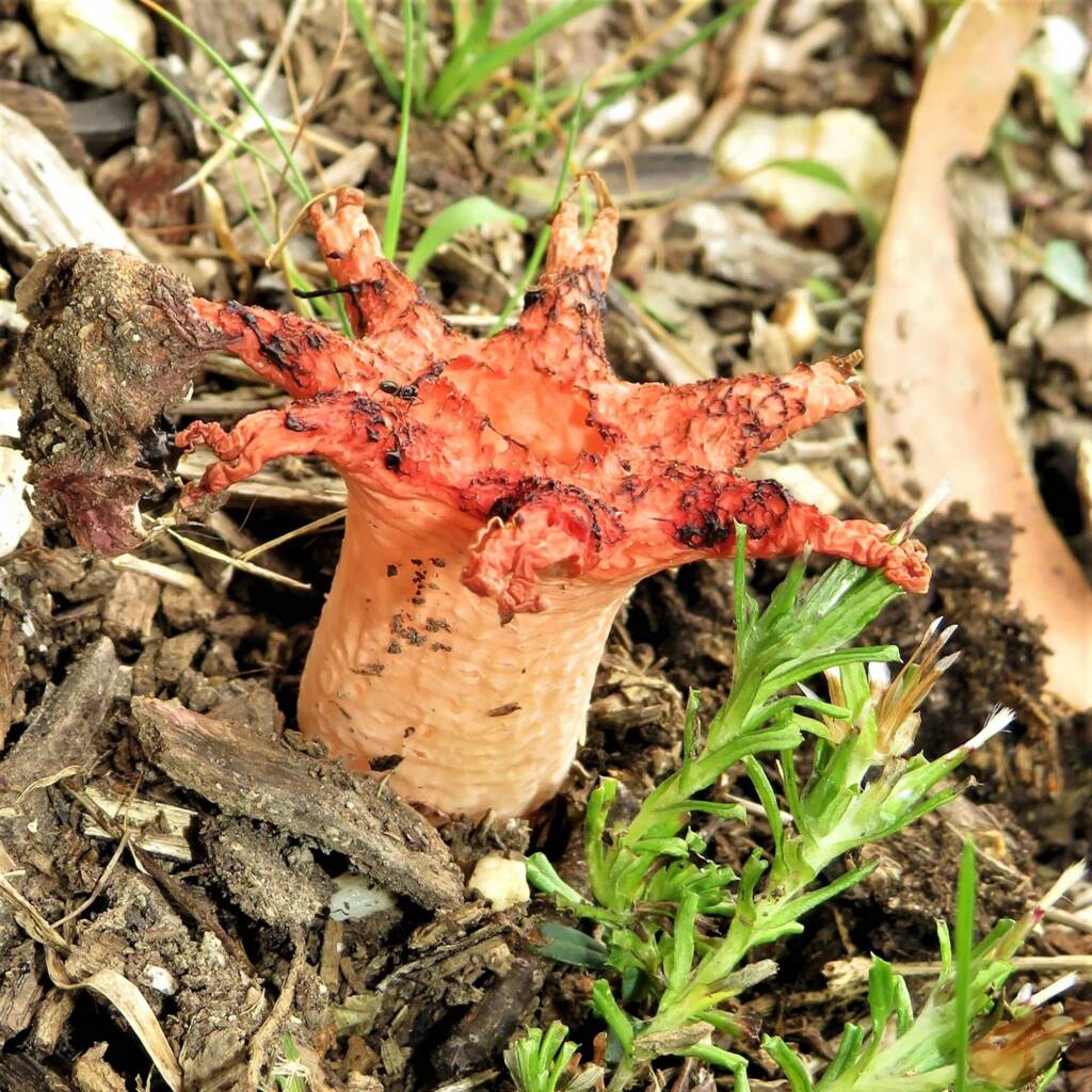 Anemone Stinkhorn Fungus (Aseroe rubra), Wallaga Lake NSW © Deb Taylor