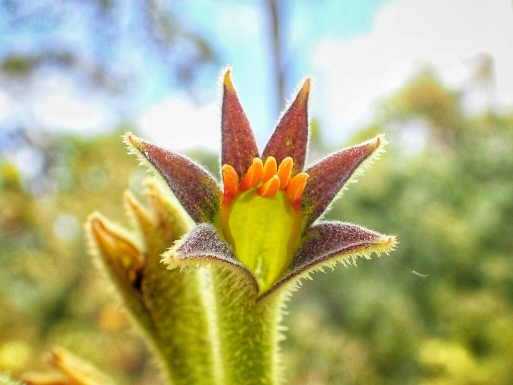 Anigozanthos flavidus (Tall Kangaroo Paw), Great Southern Region WA © Terry Dunham