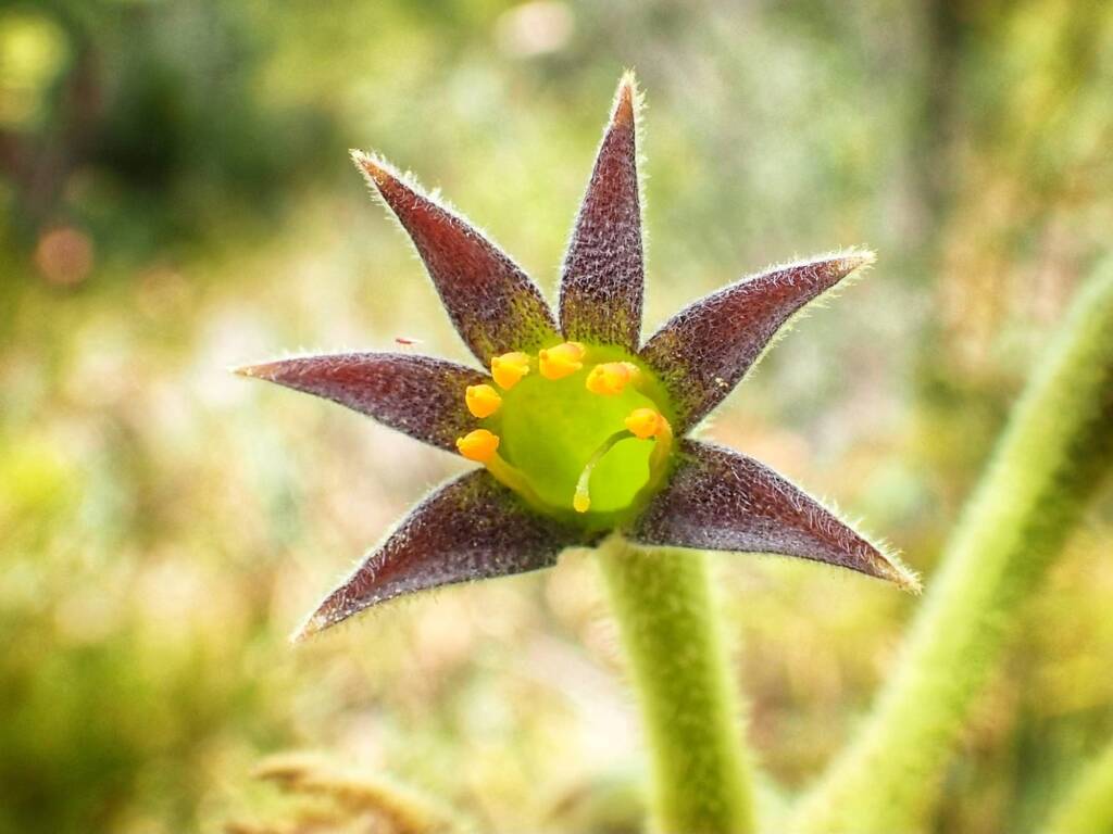 Anigozanthos flavidus (Tall Kangaroo Paw), Great Southern Region WA © Terry Dunham