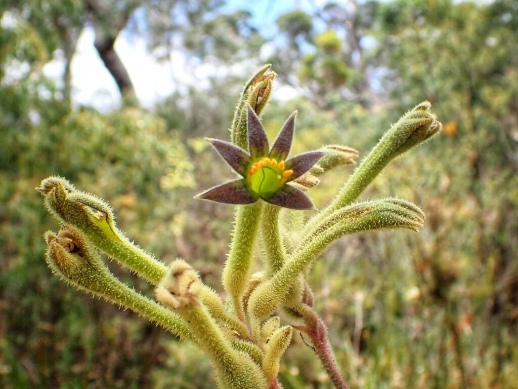 Anigozanthos flavidus (Tall Kangaroo Paw), Great Southern Region WA © Terry Dunham