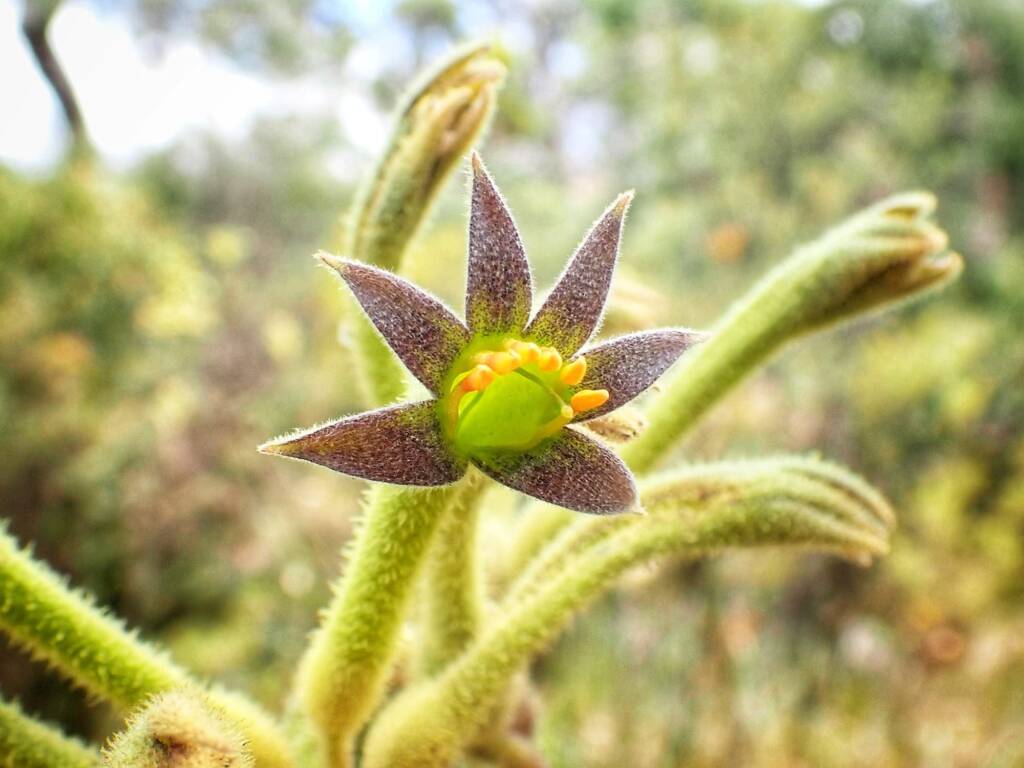 Anigozanthos flavidus (Tall Kangaroo Paw), Great Southern Region WA © Terry Dunham