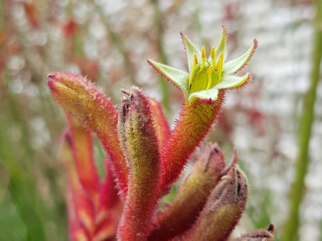 Anigozanthos sp (Tall Kangaroo Paw), Royal Botanic Garden Sydney NSW