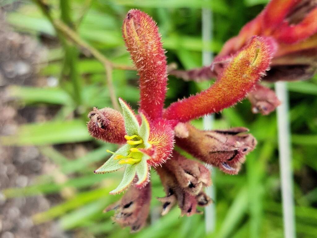 Anigozanthos sp (Tall Kangaroo Paw), Royal Botanic Garden Sydney NSW