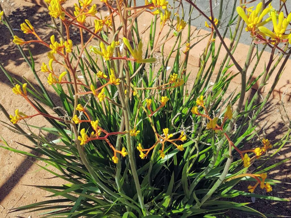 Yellow Kangaroo Paw (Anigozanthos flavidus), Alice Springs NT
