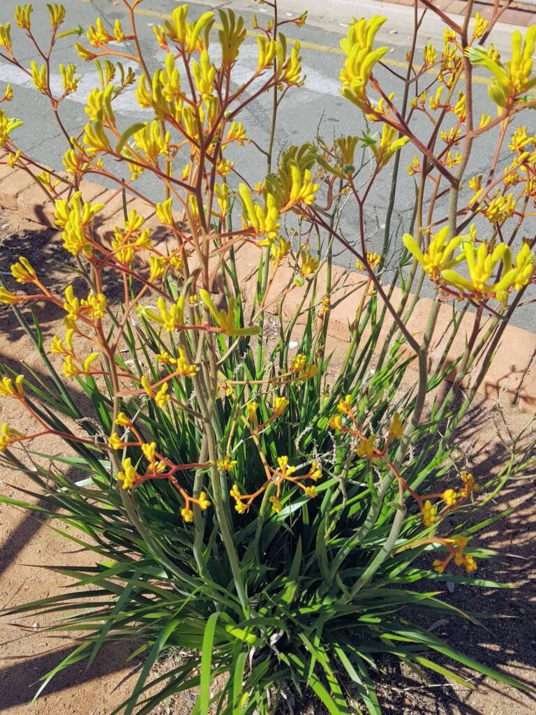 Yellow Kangaroo Paw (Anigozanthos flavidus), Alice Springs NT