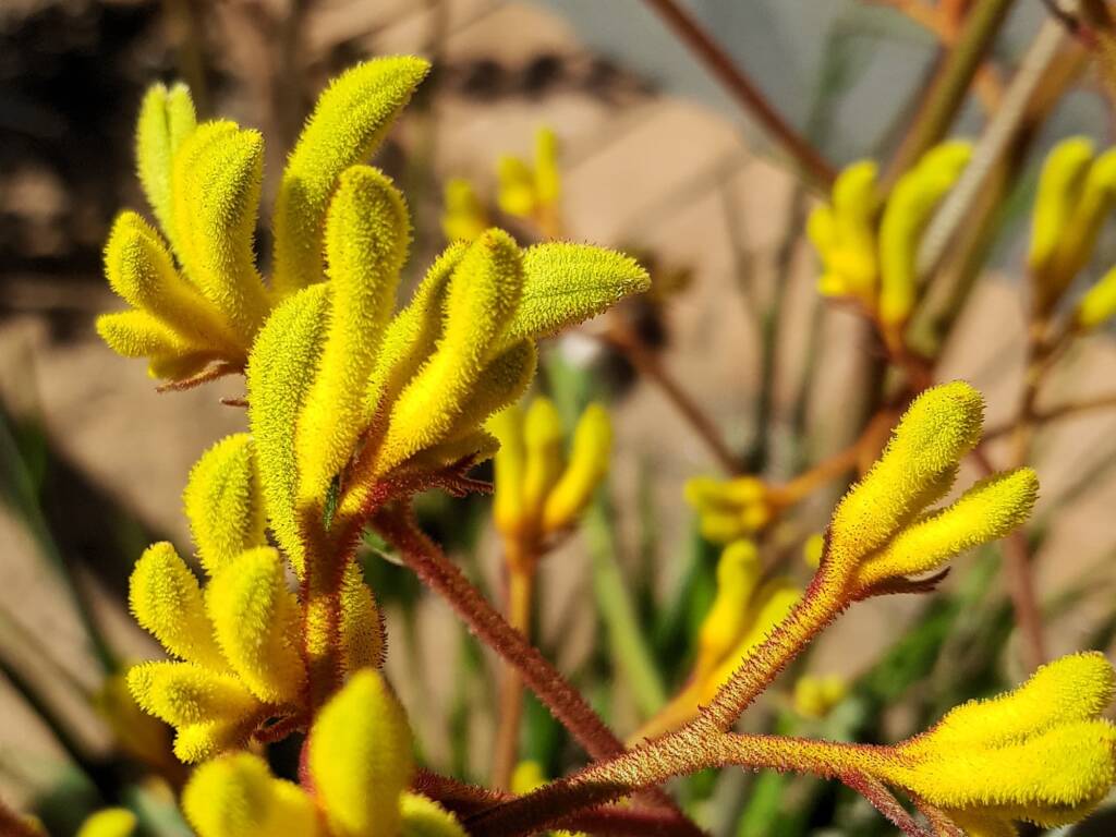 Yellow Kangaroo Paw (Anigozanthos flavidus), Alice Springs NT