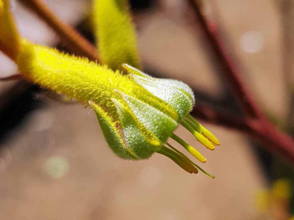 Yellow Kangaroo Paw (Anigozanthos flavidus), Alice Springs NT
