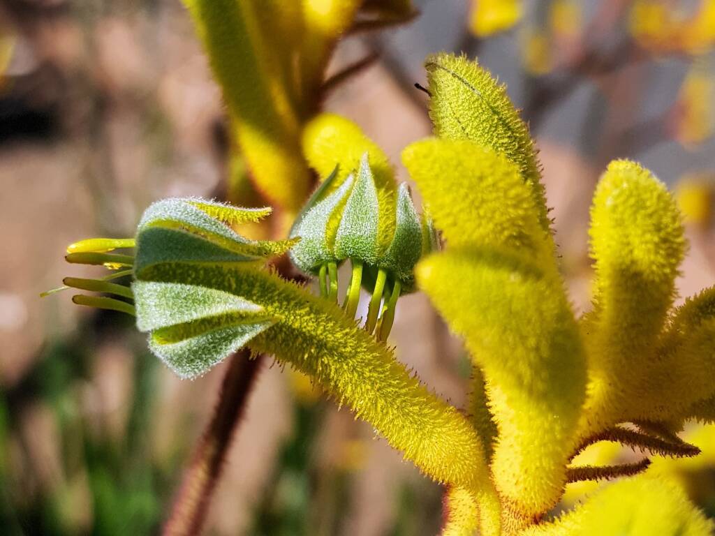 Yellow Kangaroo Paw (Anigozanthos flavidus), Alice Springs NT