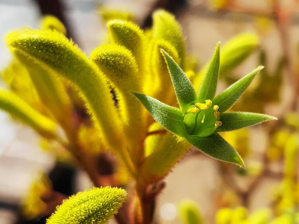 Yellow Kangaroo Paw (Anigozanthos flavidus), Alice Springs NT