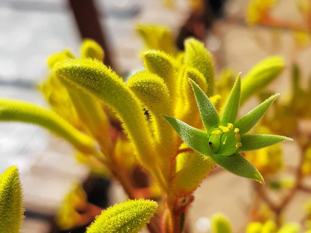 Yellow Kangaroo Paw (Anigozanthos flavidus), Alice Springs NT
