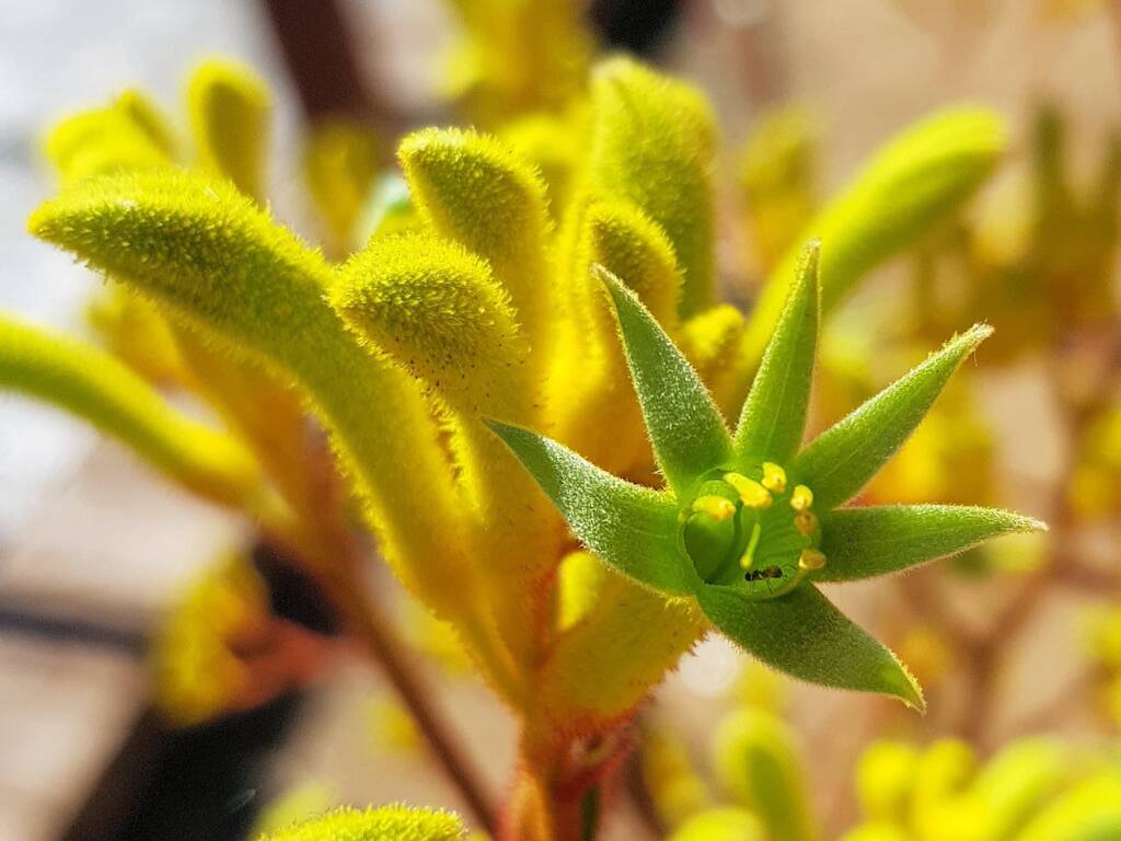 Yellow Kangaroo Paw (Anigozanthos flavidus), Alice Springs NT