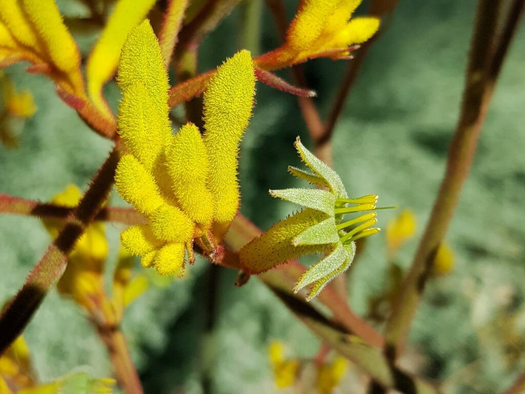 Yellow Kangaroo Paw (Anigozanthos flavidus), Alice Springs NT