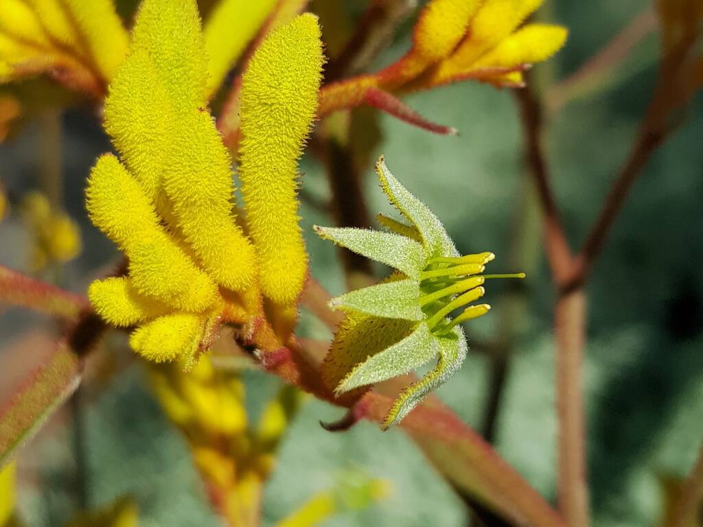 Yellow Kangaroo Paw (Anigozanthos flavidus), Alice Springs NT