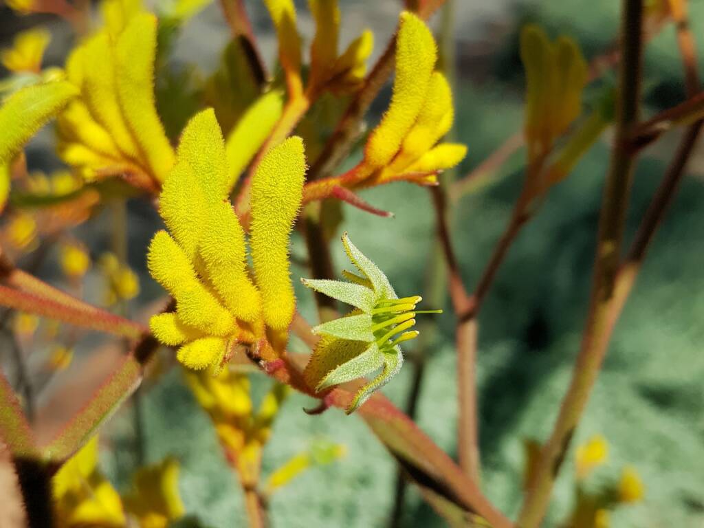 Yellow Kangaroo Paw (Anigozanthos flavidus), Alice Springs NT