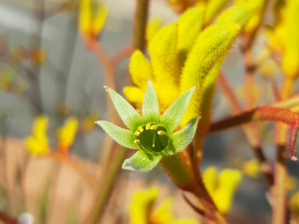 Yellow Kangaroo Paw (Anigozanthos flavidus), Alice Springs NT
