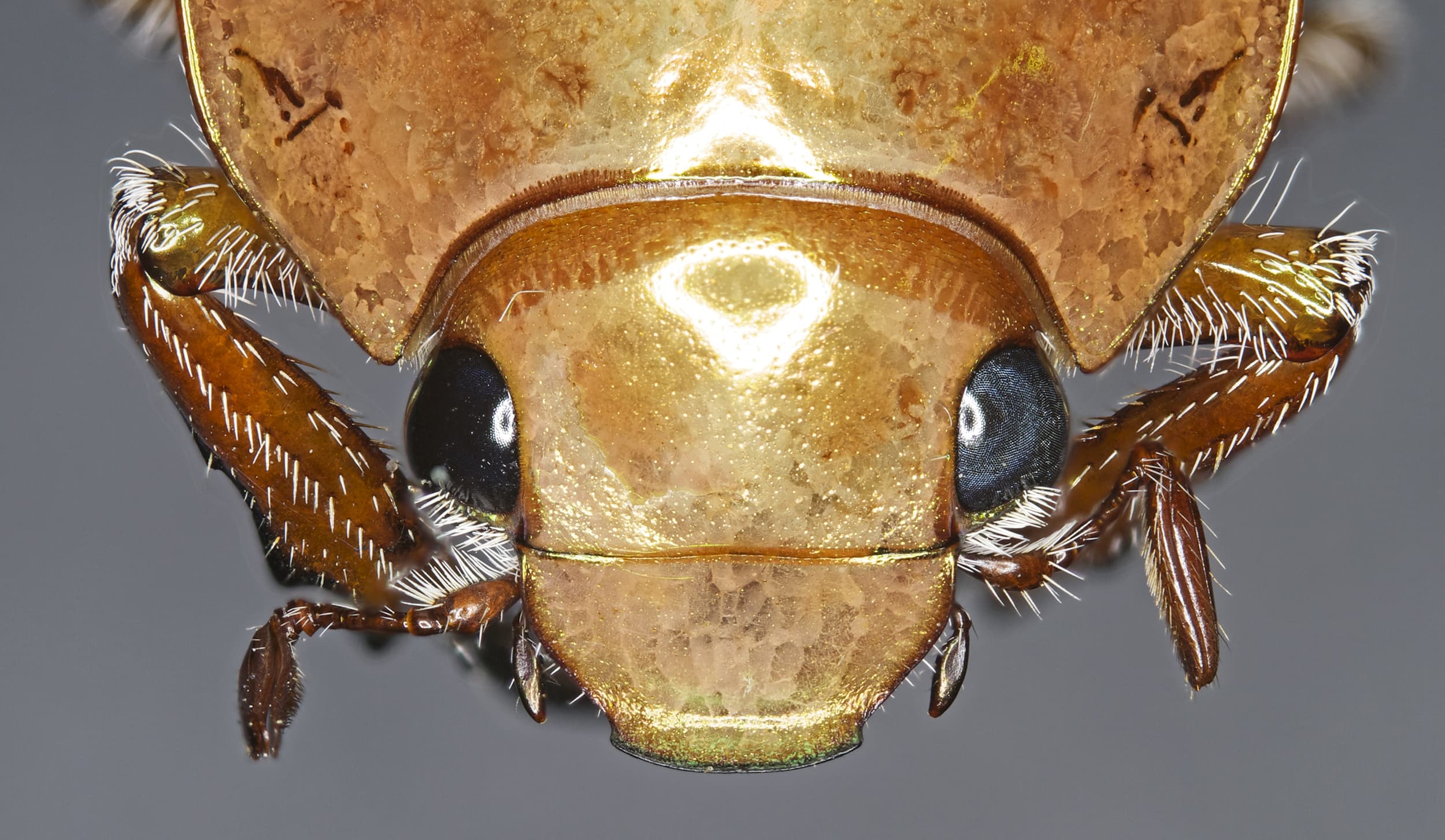 Anoplognathus chloropyrus, Stanthorpe QLD © Michael Jefferies