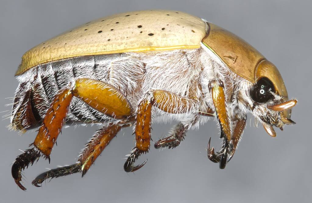 Anoplognathus chloropyrus, Stanthorpe QLD © Michael Jefferies
