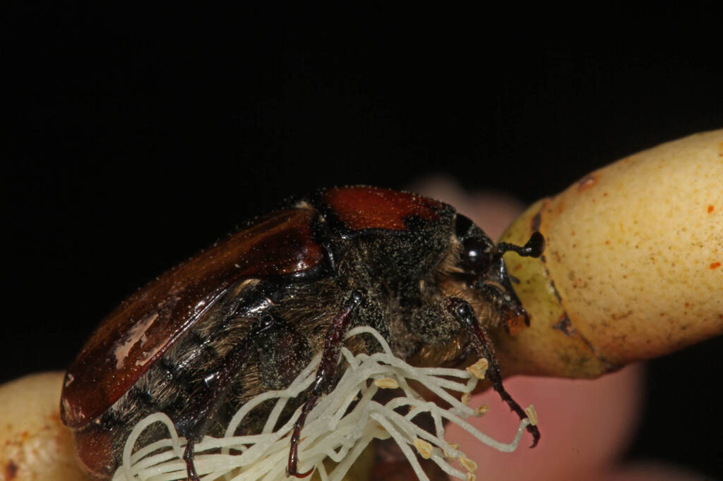 Aphanestes gymnopleura, Glen Aplin QLD © Marc Newman