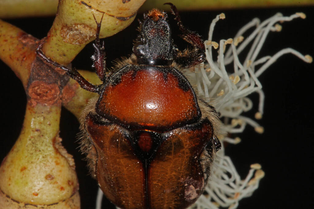 Aphanestes gymnopleura, Glen Aplin QLD © Marc Newman
