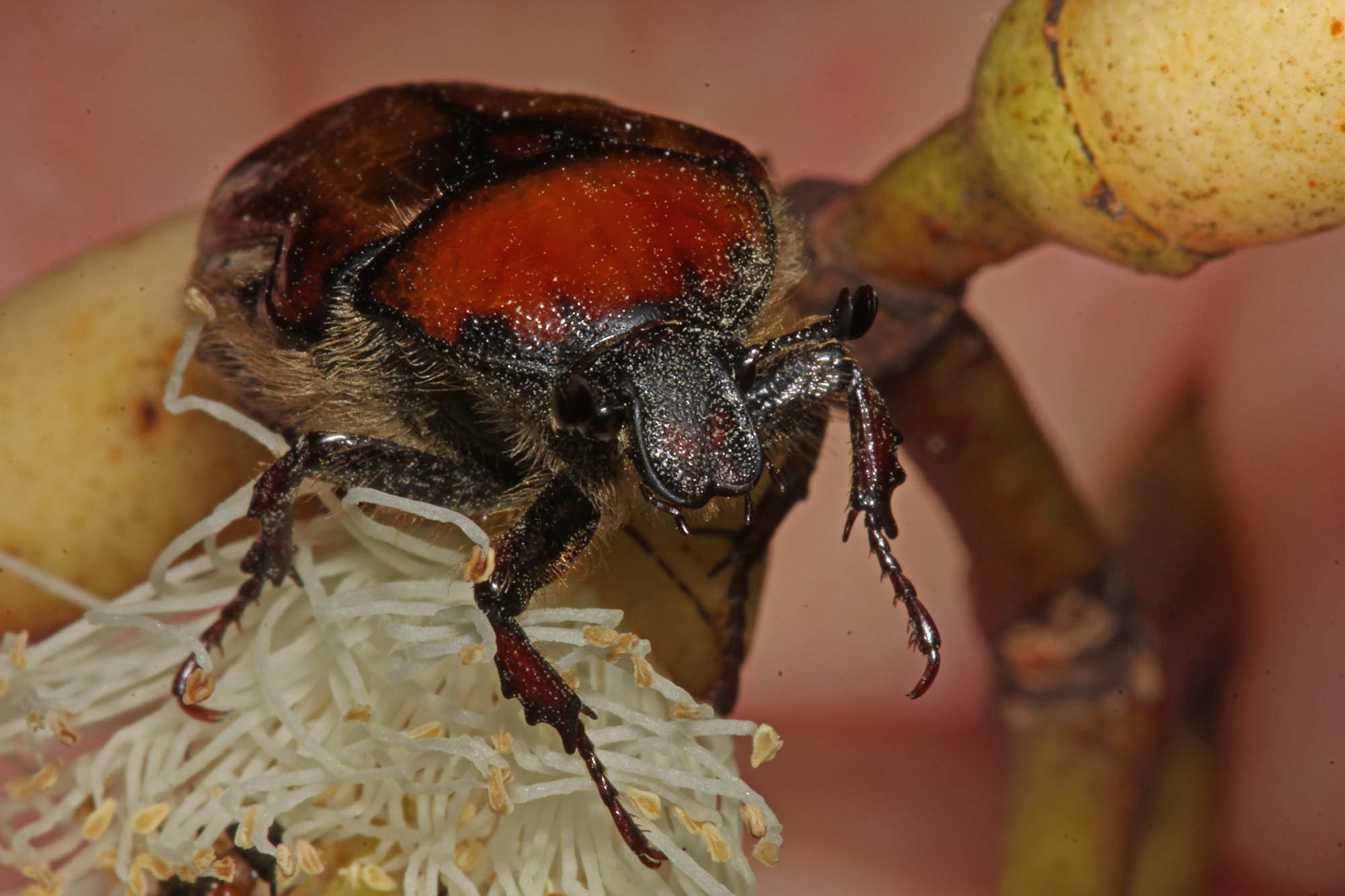 Aphanestes gymnopleura, Glen Aplin QLD © Marc Newman