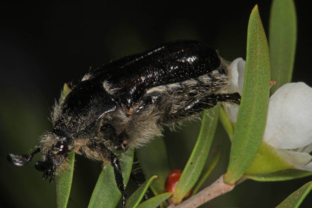 Aphanestes gymnopleura, Glen Aplin QLD © Marc Newman