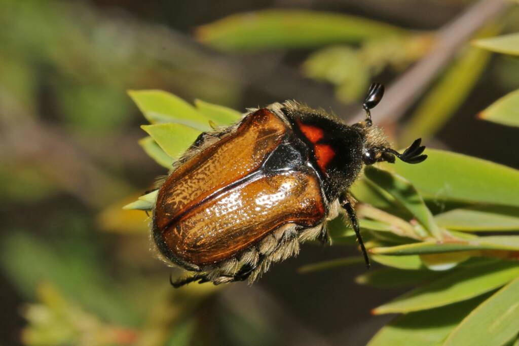 Aphanestes gymnopleura (Brown Flower Chafer), Ballandean QLD © Marc Newman
