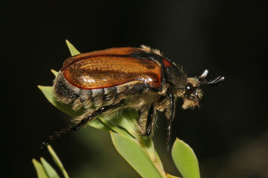 Aphanestes gymnopleura (Brown Flower Chafer), Ballandean QLD © Marc Newman