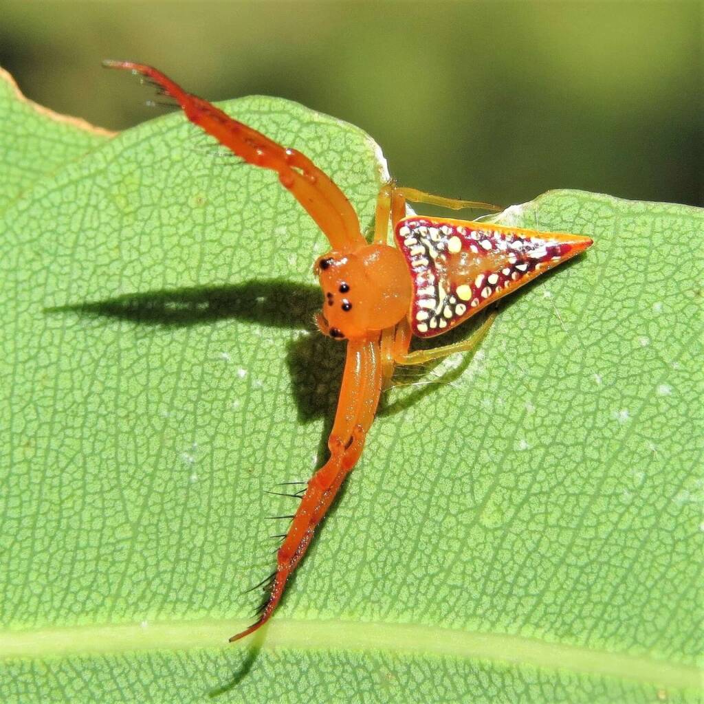 Walckenaer's Studded Triangular Spider (Arkys walckenaeri), Wandella NSW © Deb Taylor