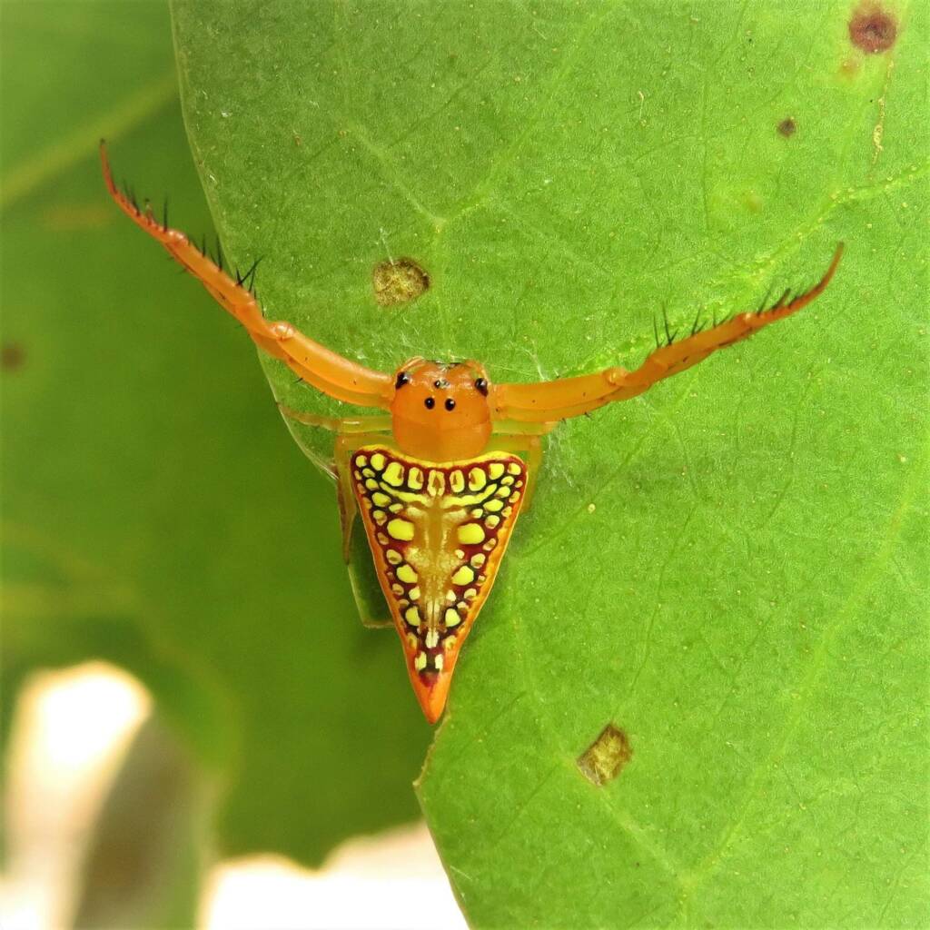 Walckenaer's Studded Triangular Spider (Arkys walckenaeri), Bermagui NSW © Deb Taylor