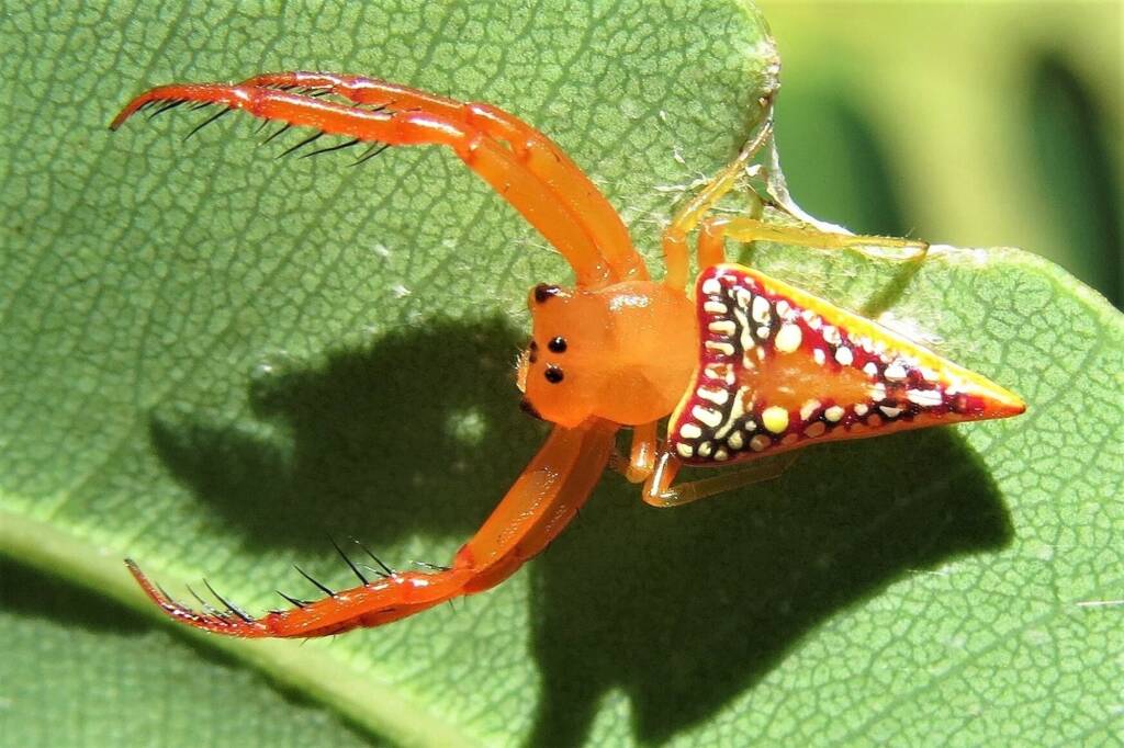 Walckenaer's Studded Triangular Spider (Arkys walckenaeri), Wandella NSW © Deb Taylor
