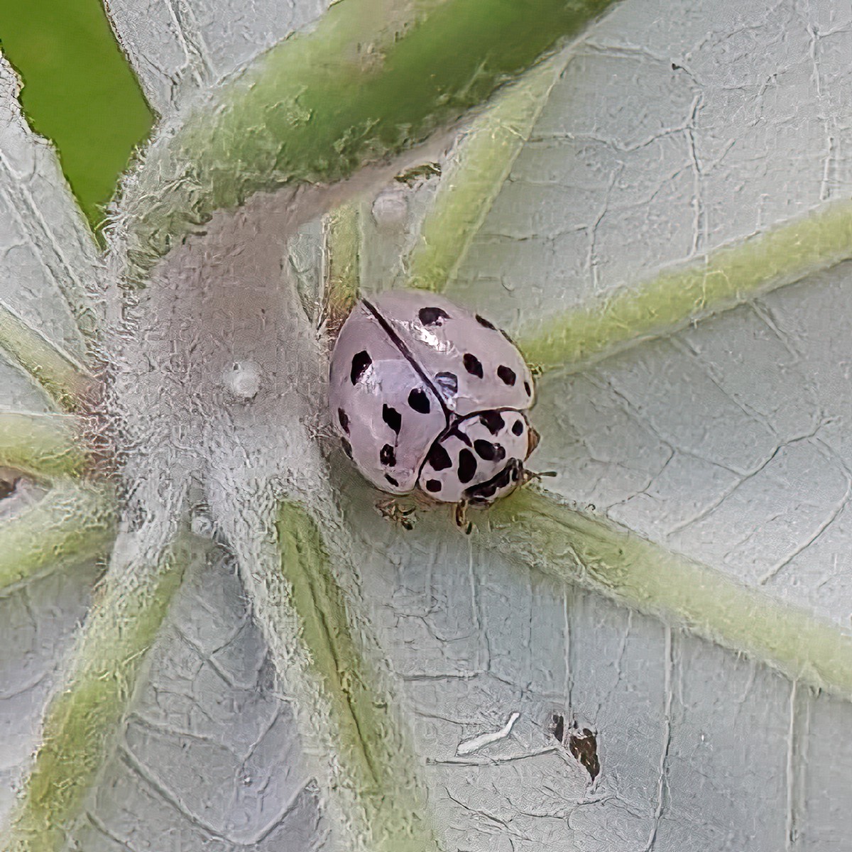 Ashy Gray Lady Beetle (Olla v-nigrum), Mackay QLD © Wayne Jeffree