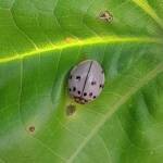 Ashy Gray Lady Beetle (Olla v-nigrum), Mackay QLD © Wayne Jeffree