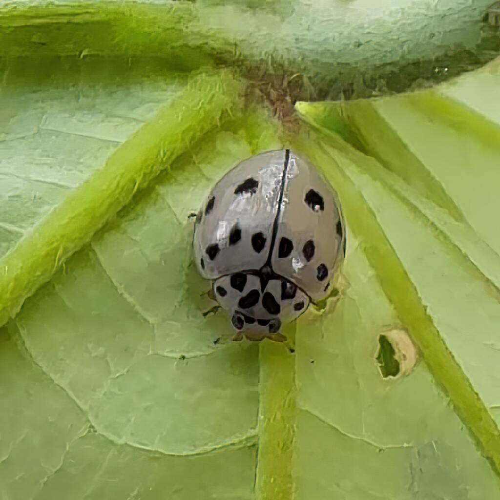 Ashy Gray Lady Beetle (Olla v-nigrum), Mackay QLD © Wayne Jeffree