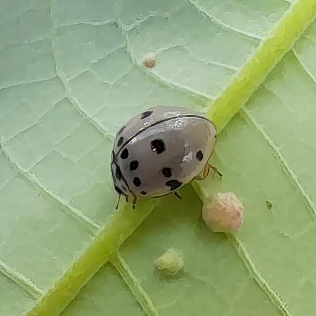 Ashy Gray Lady Beetle (Olla v-nigrum), Mackay QLD © Wayne Jeffree