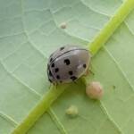 Ashy Gray Lady Beetle (Olla v-nigrum), Mackay QLD © Wayne Jeffree