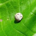 Ashy Gray Lady Beetle (Olla v-nigrum), Mackay QLD © Wayne Jeffree
