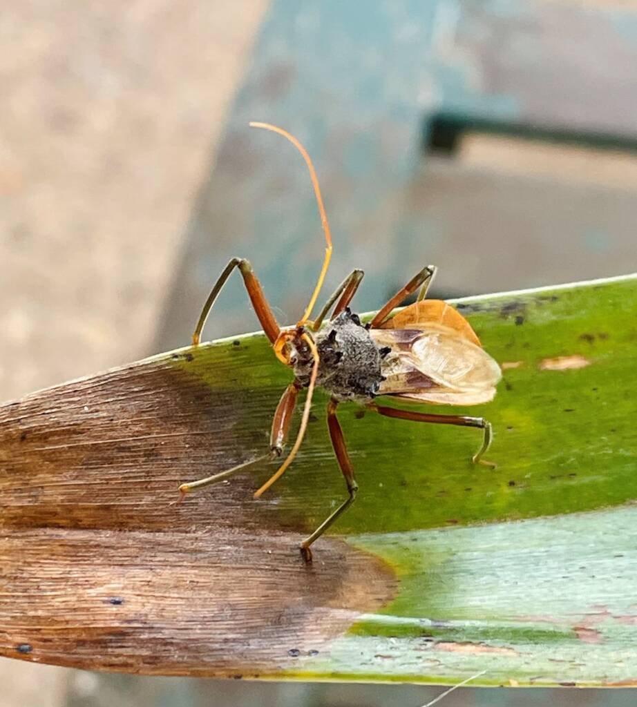 Pristhesancus plagipennis (Assassin Bug), Toowoomba QLD © Michael Jefferies