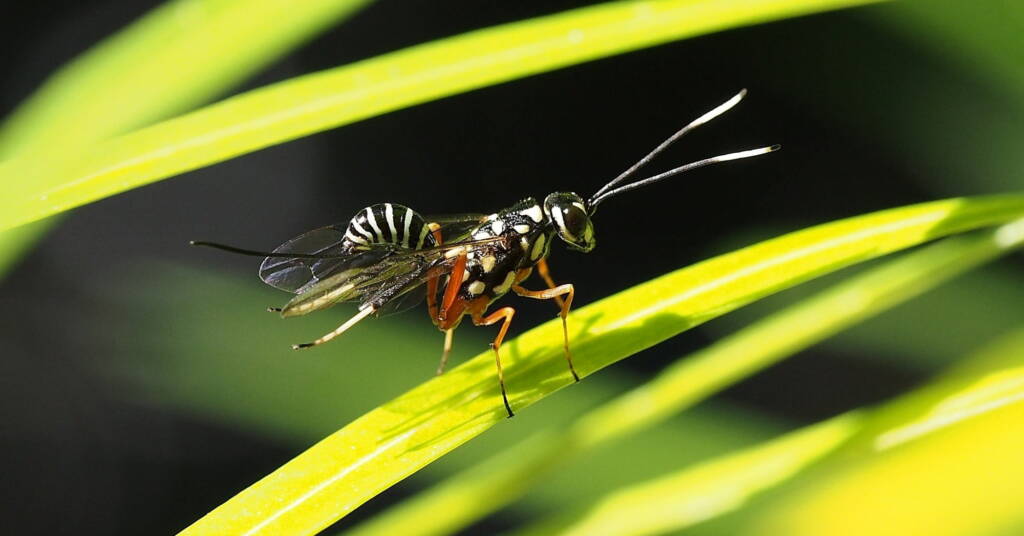 Aulacid Wasps (family Aulacidae), Kallangur, SE QLD © Michael Cawdrey