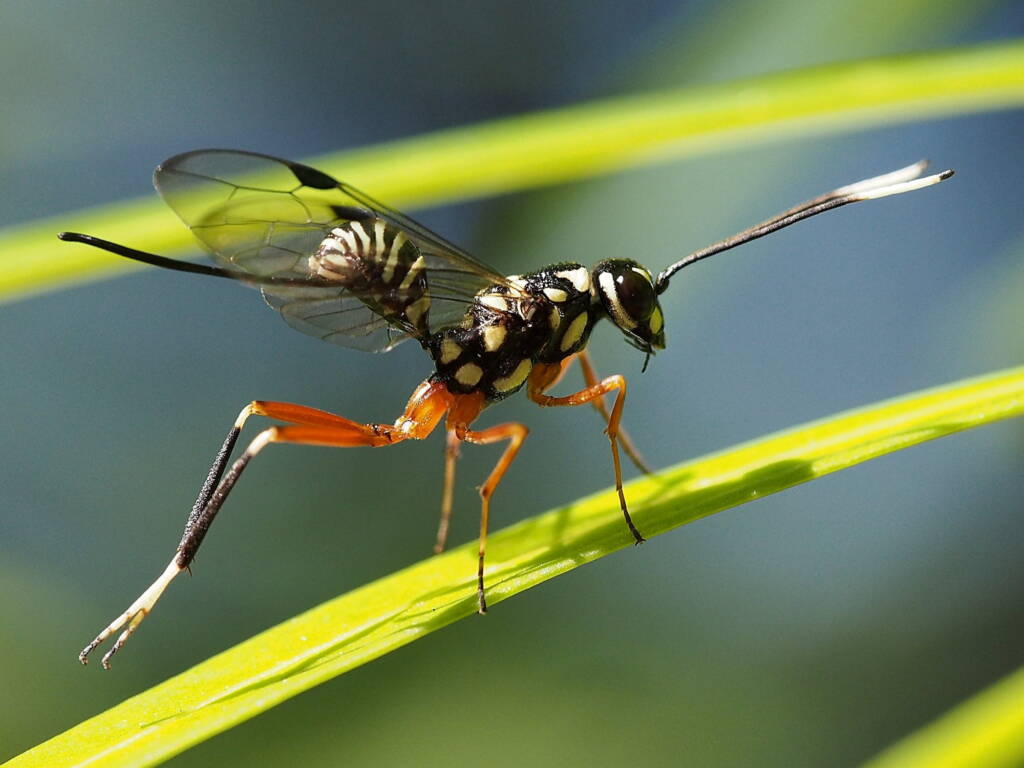 Aulacid Wasps (family Aulacidae), Kallangur, SE QLD © Michael Cawdrey