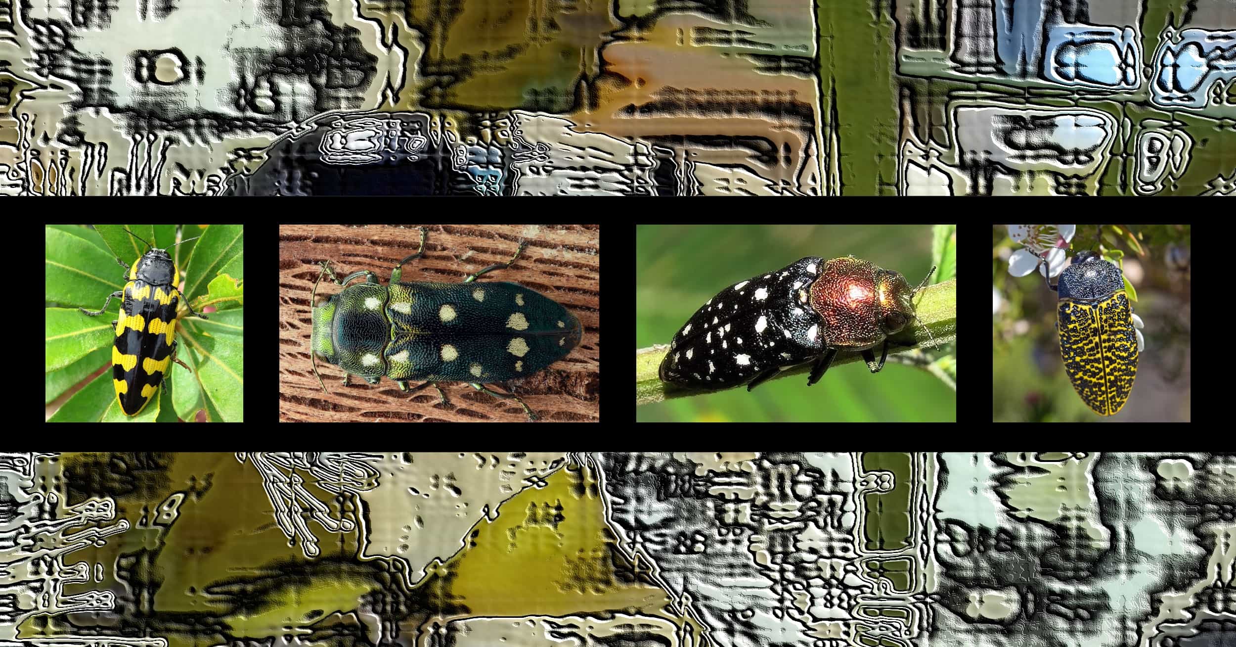 Buprestids - Ausemade filmstrip