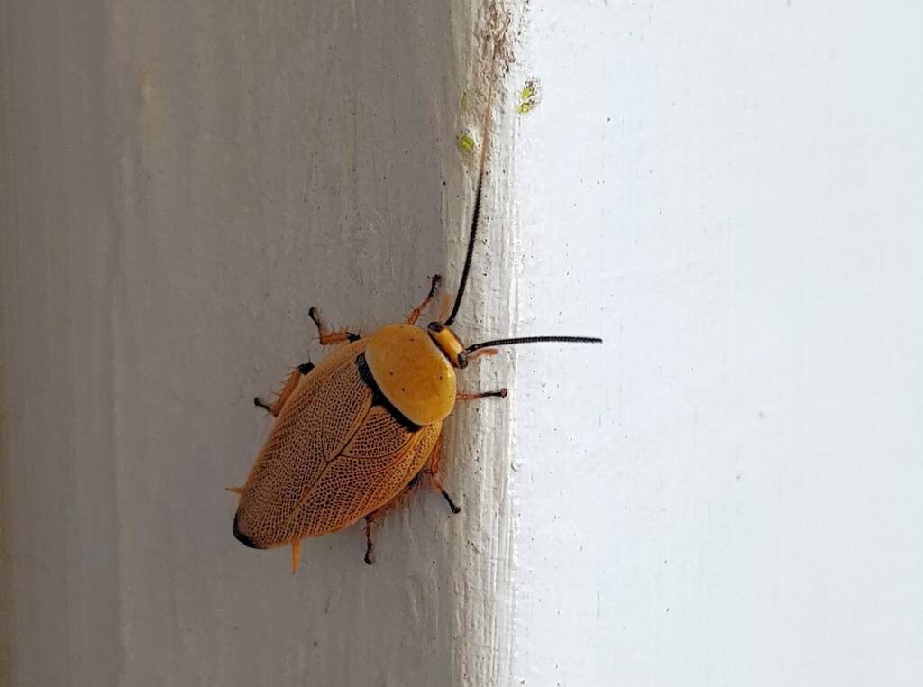 Bush Cockroach (Ellipsidion humarale), Alice Springs NT