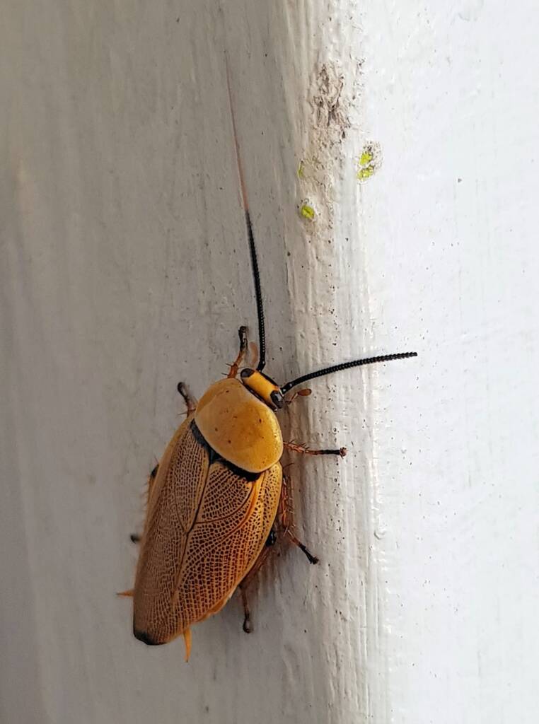 Bush Cockroach (Ellipsidion humarale), Alice Springs NT